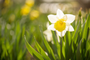 White Narcissus, Early spring, Garden, Finland White Narcissus, Early spring, Garden, Finland
